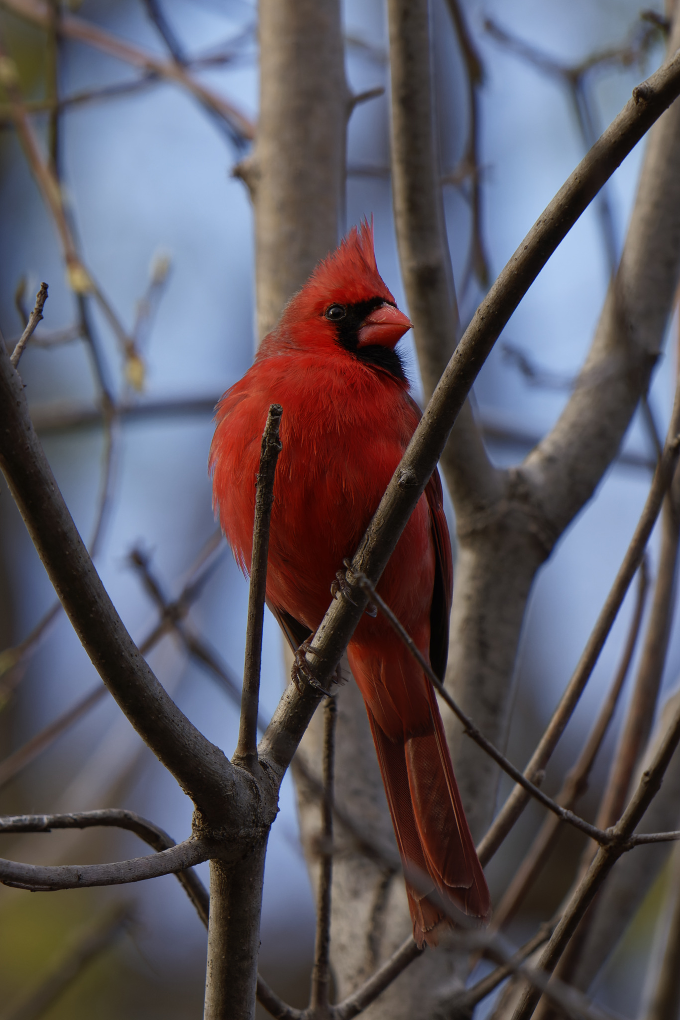 Cardinal Amongst Branches