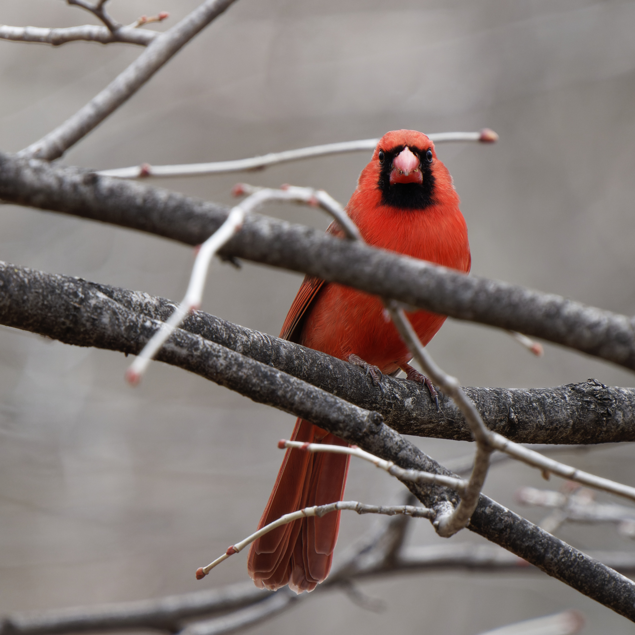 Northern Cardinal Early Spring