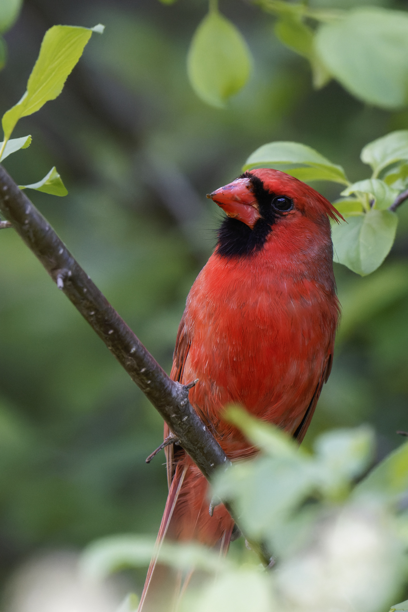 Northern Cardinal On A Branch