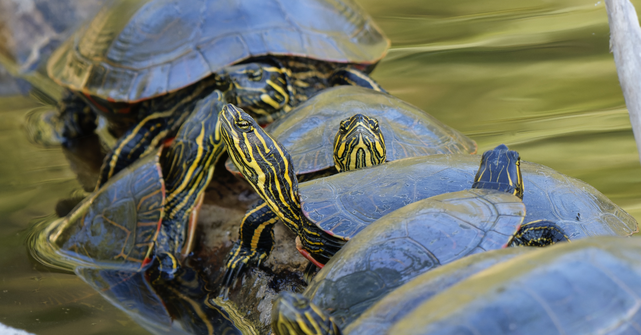 Painted Turtles Basking Together