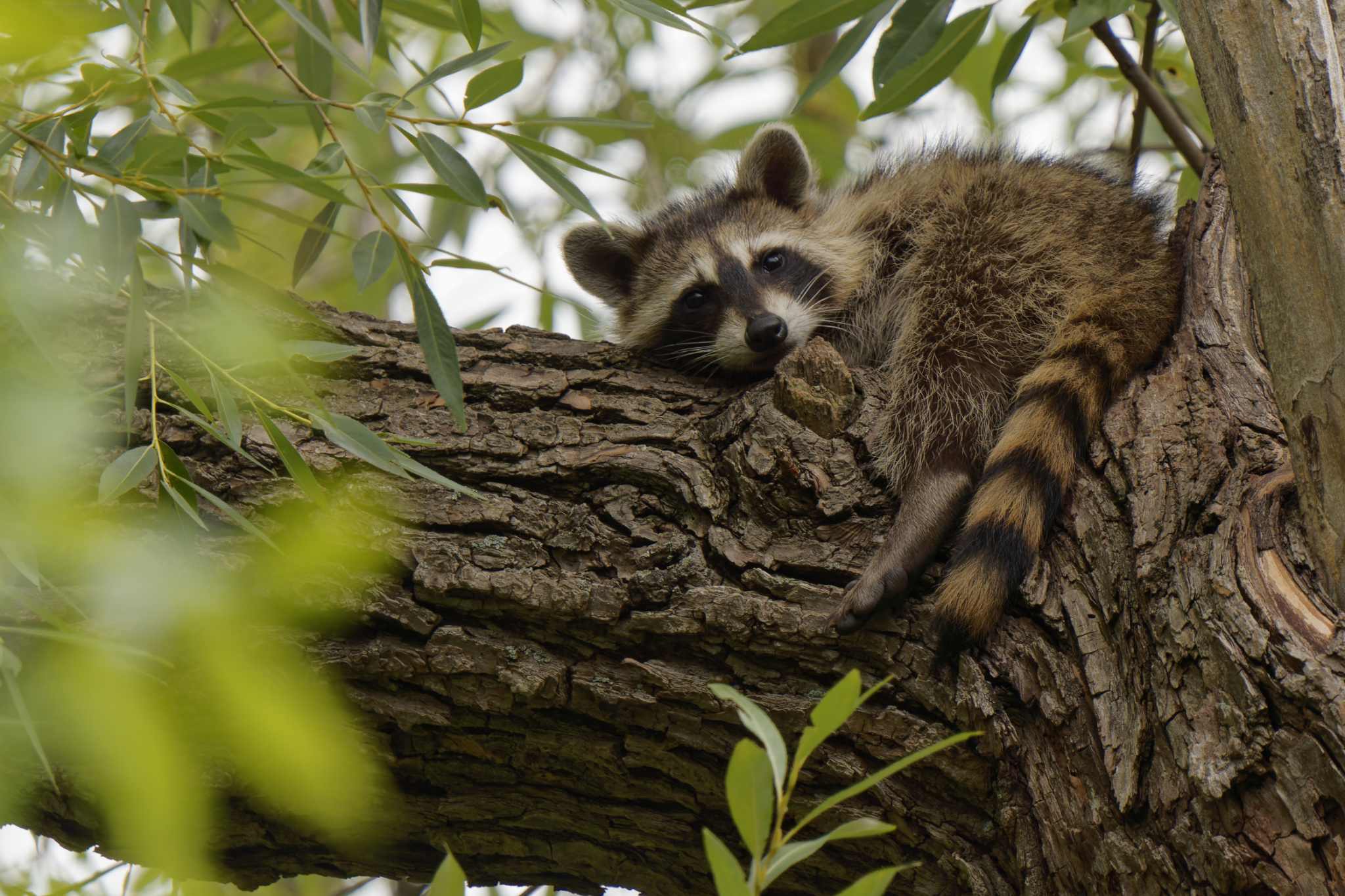 Raccoon Resting on Tree Branch