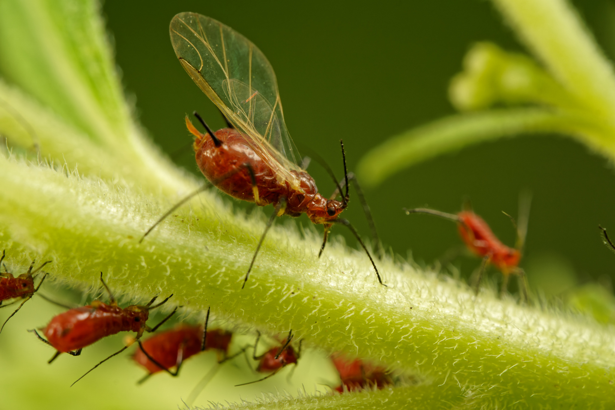 Red Aphids On Green Stem