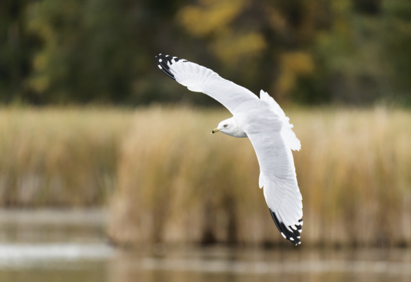 Soaring Gull Over Golden Grass