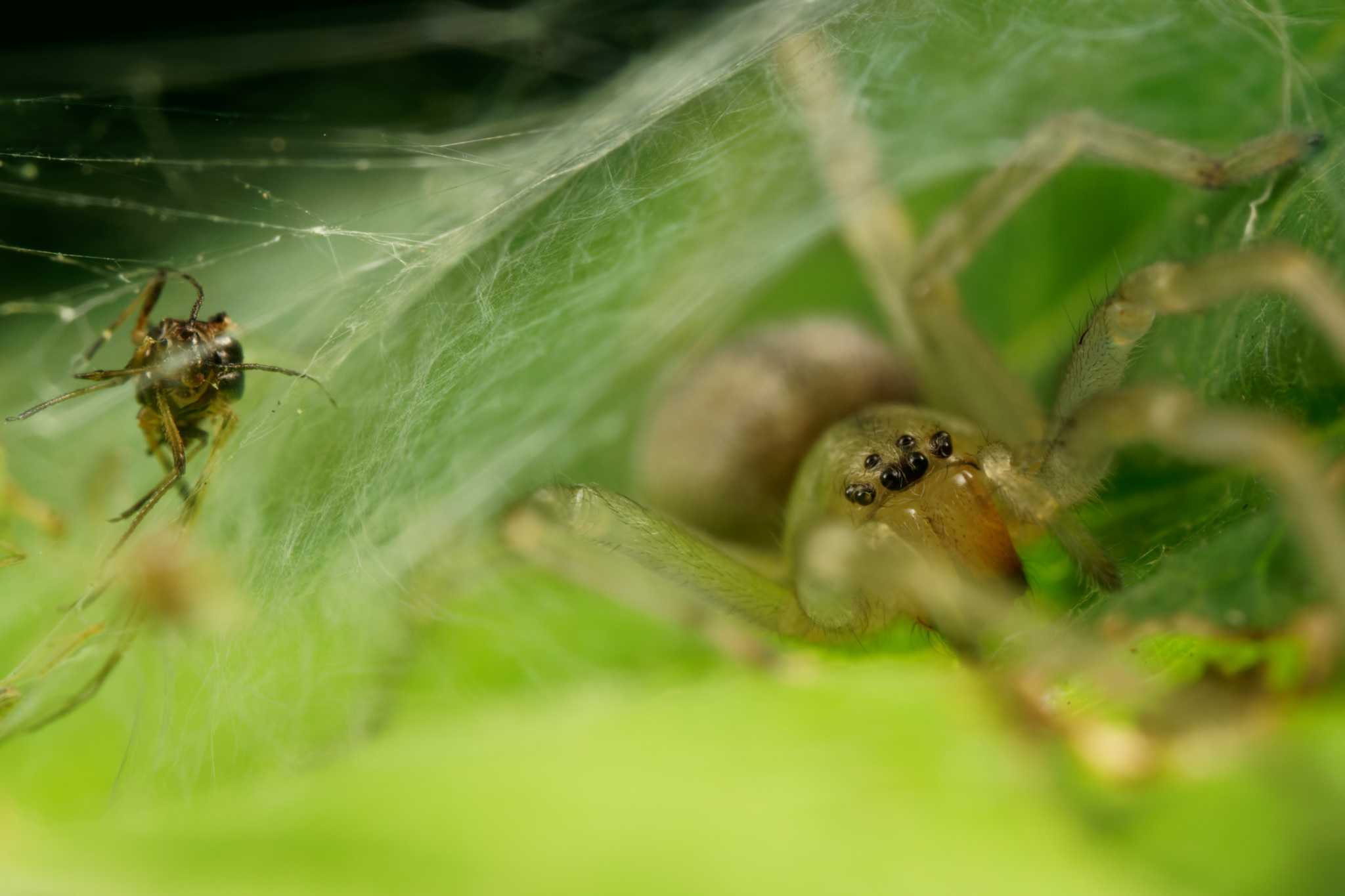Spider With Captured Insect