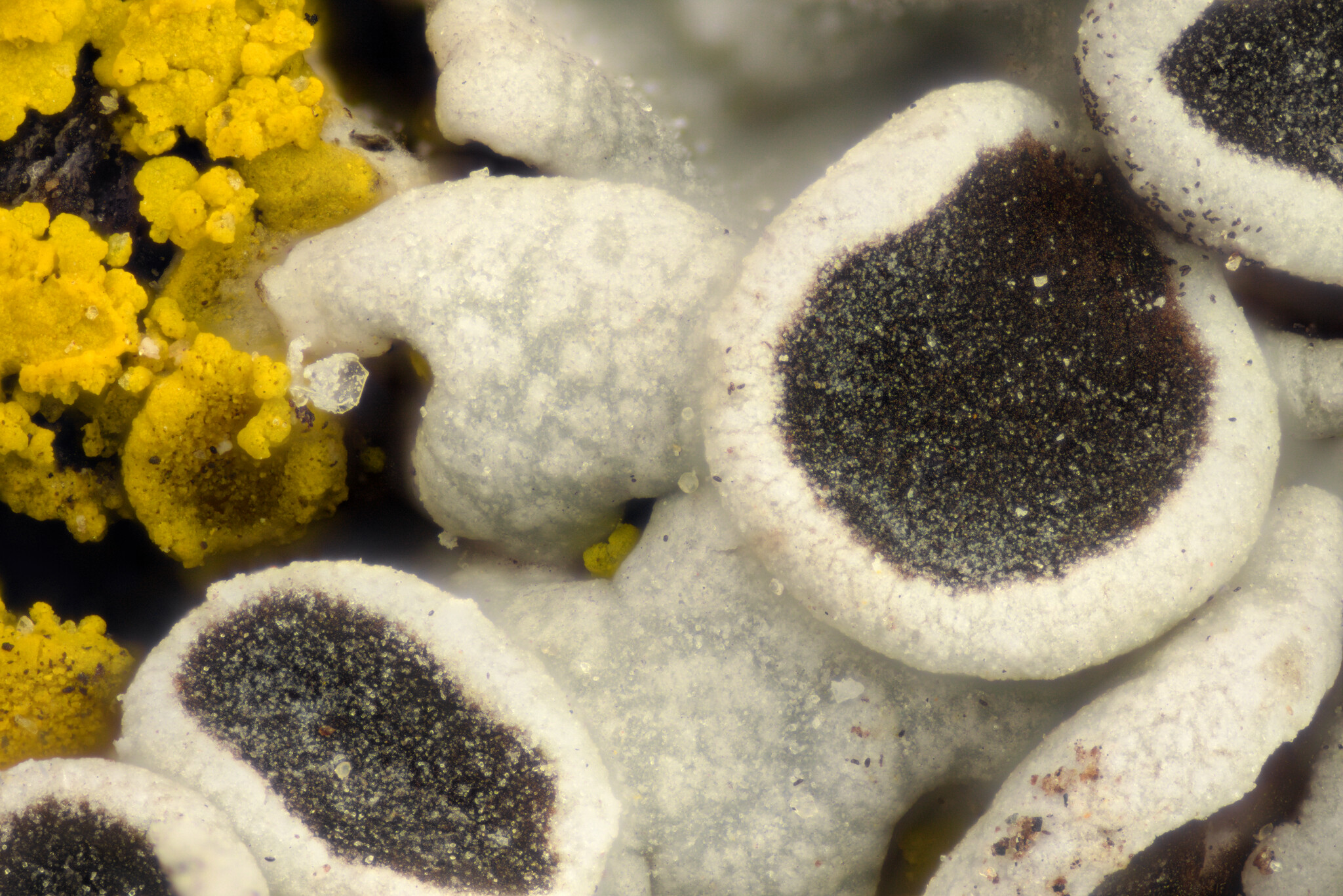 Tree Lichen